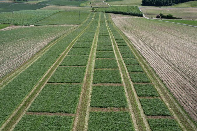 Bezirksentscheid Sensenmähen