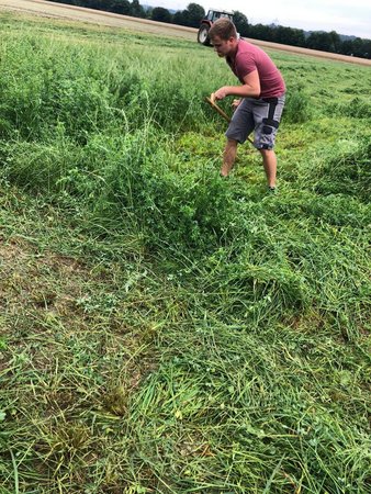 Bezirksentscheid Sensenmähen